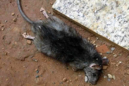 Terreno baldio causa transtornos para moradores do Residencial João Luiz