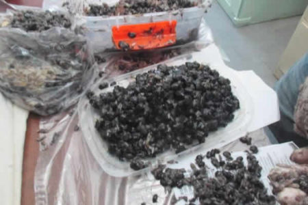 Mulher é presa tentando entrar com maconha em Penitenciária