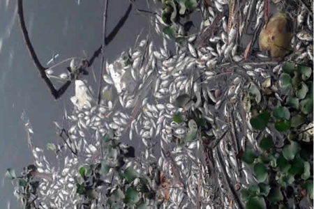 Peixes apareceram mortos na lagoa do Jardim Amanda em Hortolândia