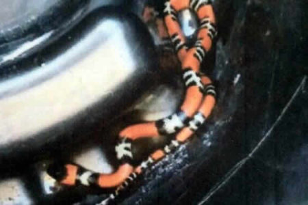 Escorpiões e cobra invadem condomínio no Vila Inema em Hortolândia
