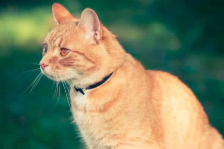 Gatos tem conquistado cada vez mais espaço no mercado pet