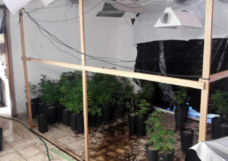 Rocam encontra pés de maconha em residência e homem é detido em Campinas