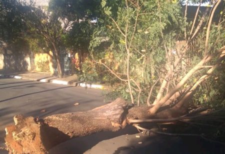 Árvore cai em rua do Jardim Amanda, em Hortolândia