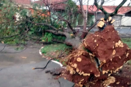 Vento forte derruba árvores em Hortolândia