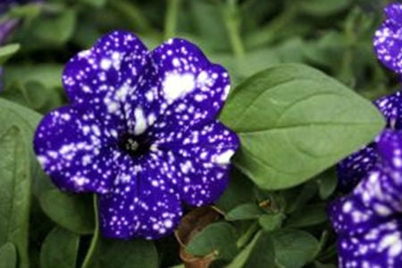 Falecimentos e sepultamentos em Hortolândia e região – 12 de janeiro de 2025