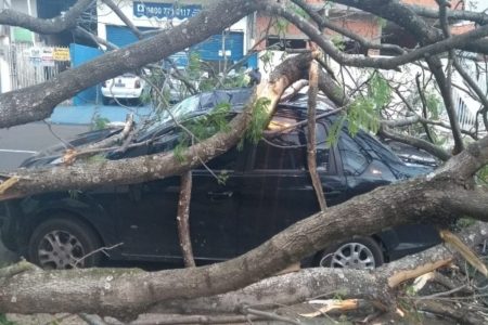 Árvore cai em cima de carro após ventos de 60 km/h em Hortolândia
