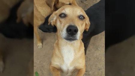 Vaga para cuidadora de cães