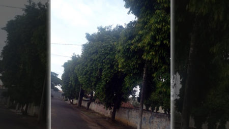 Galhos de árvore em contato com a rede elétrica assustam moradores do Nossa Senhora do Fátima