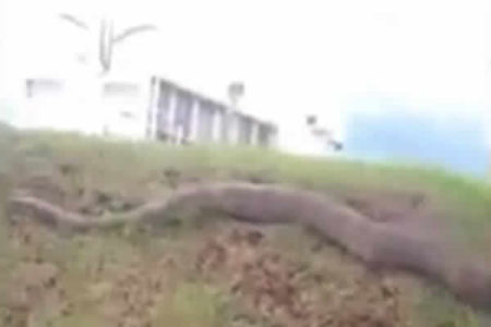 Jiboia é vista “passeando” em gramado da Unicamp