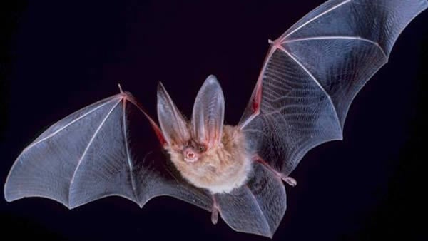 morcego frugivoro hortolandia