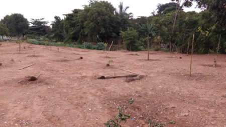 Vândalos arrancam mudas plantadas pela Prefeitura Municipal