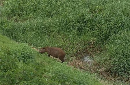 Capivara é fotografada na lagoa Remanso das Águas em Hortolândia