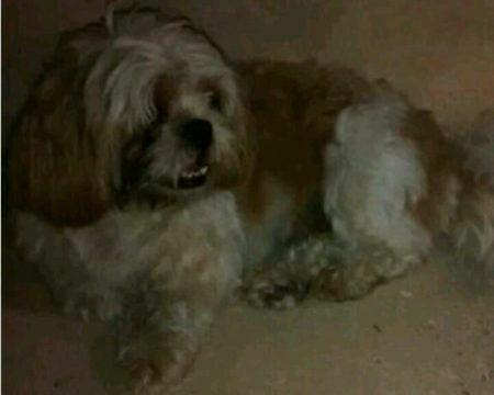 Cachorro da raça ‘Shitzu’ foi encontrado no Jardim Amanda