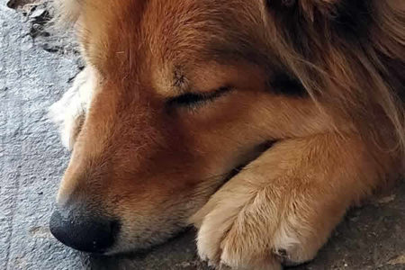 Feira para adoção de animais em Campinas