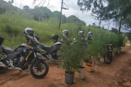 GCM de Vinhedo encontra plantação de maconha as margens da Rodovia Geraldo Dias.