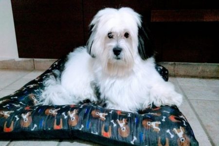 Dona de Lhasa Apso desaparecido oferece recompensa