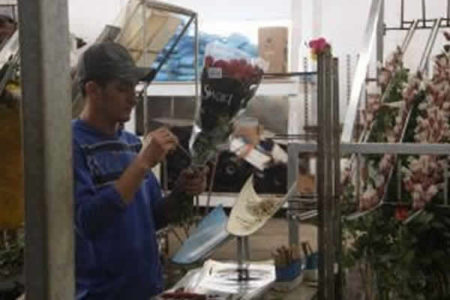 Produtores de Holambra estimam que Dia de Iemanjá aumente em 25% a venda de rosas