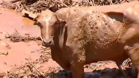 Agentes executam animais na lama com tiros em Brumadinho