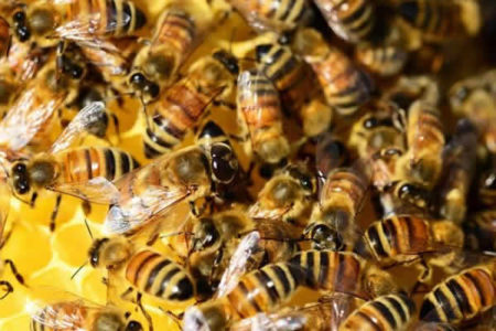 Abelhas invadem escola La Fortezza e aulas são suspensas