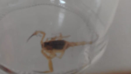 Residência é invadida por escorpiões na cidade de Hortolândia