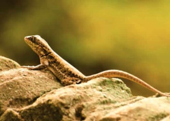Mostra fotográfica no Shopping Hortolândia