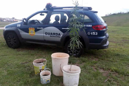 Pés de maconha são encontrados pela ROMU no Lago da Fé em Hortolândia.