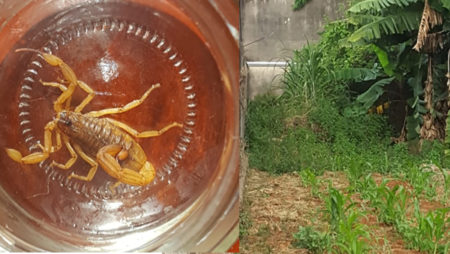 Infestação de escorpiões preocupa moradores do Remanso Campineiro