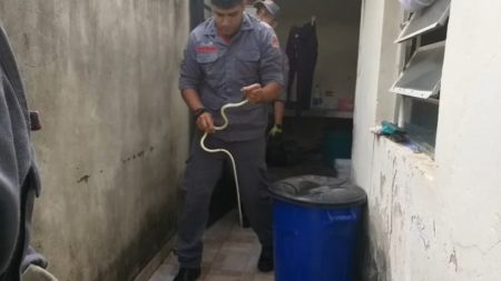 Corpo de Bombeiros captura cobra em residência no Jardim Amanda II
