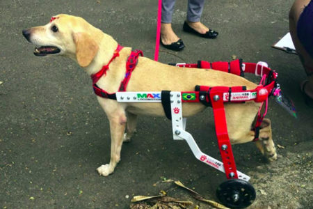 Com lesão na coluna, pet ganha “patas de rodas” e está pronto para adoção