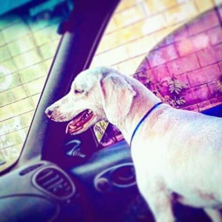 Família procura por poodle desaparecido no Parque dos Pinheiros, em Hortolândia