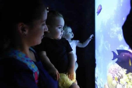 Aquário Gigante traz o fantástico mundo marinho ao Shopping Dom Pedro