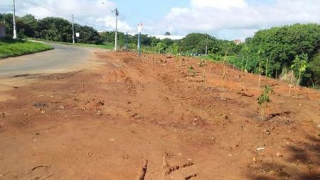 Após trabalho para conter erosão, área no Jd. Interlagos recebe árvores