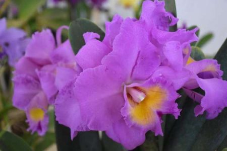 Prefeitura de Hortolândia promoverá 2a. Mostra de Orquídeas