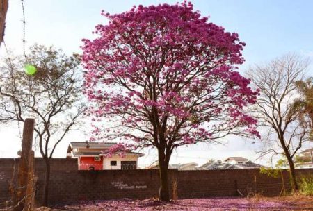 Para incentivar plantio, Prefeitura divulga lista de árvores ideais para cidade