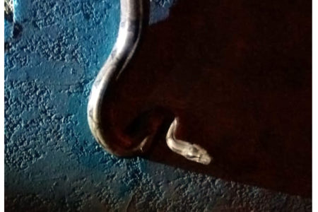 Cobra é flagrada passeando próximo do UNASP-HT