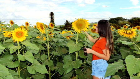 Plantação de girassol vira paisagem para ensaio fotográfico em Sumaré