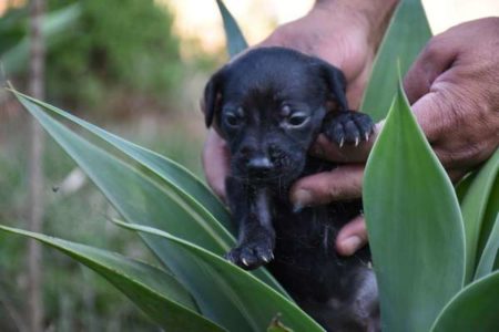 Prefeitura promove evento de proteção e saúde animal neste sábado (25/05)