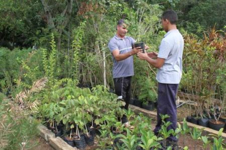 Agora, solicitação de corte de árvore deverá ser feita no Viveiro Municipal