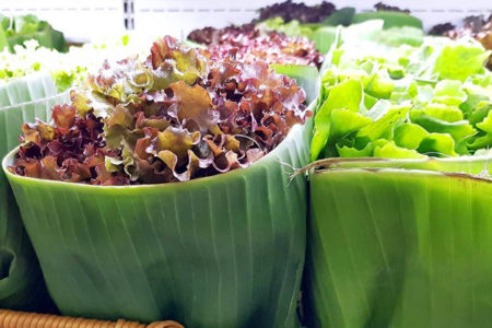 Folhas de bananeira substituindo sacolas plásticas?