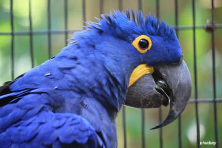 Arara-azul rara nasce no Zoológico de Curitiba