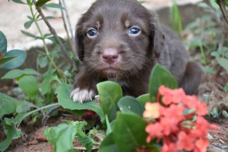 Prefeitura promove campanha de adoção de animais domésticos