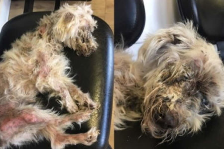 ONG de Americana resgata cachorro vítima de maus-tratos em Hortolândia