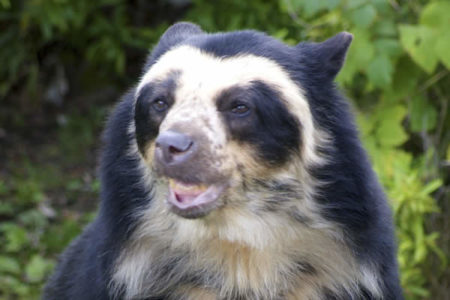 Zoológico de Piracicaba se prepara para receber “urso-de-óculos”