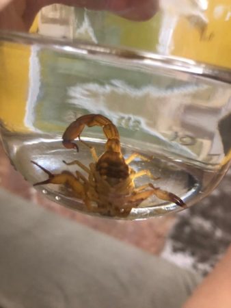 Moradora do Jardim Nova América encontra escorpião no quintal de casa