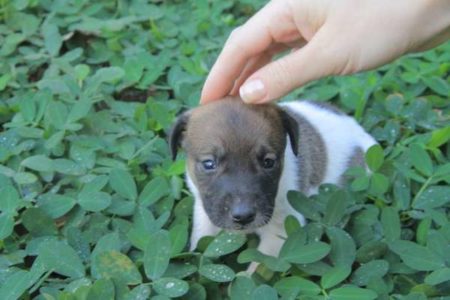 No dia de proteção aos animais, desafio é promover guarda responsável