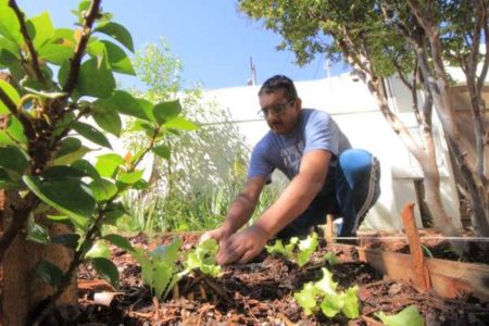 Pacientes da saúde mental controlam ansiedade em cuidados com horta