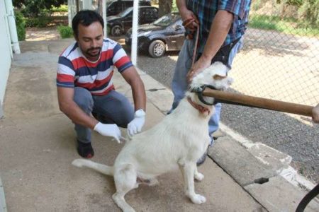 Hortolândia terá vacinação antirrábica em setembro