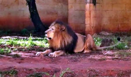 Morre leão do Zoológico de Limeira