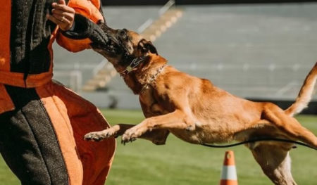 Cães militares e civis dão show gratuito no sábado em Campinas