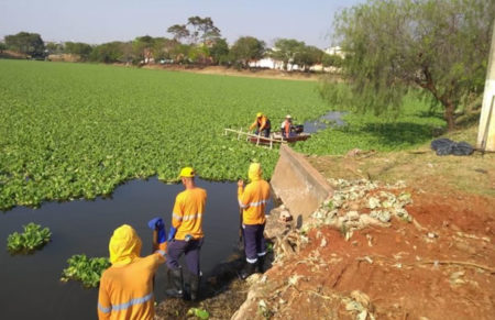 Prefeitura intensifica remoção de aguapé da lagoa do Amanda